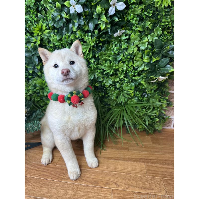 販売中の北海道の柴犬-420158の5枚目