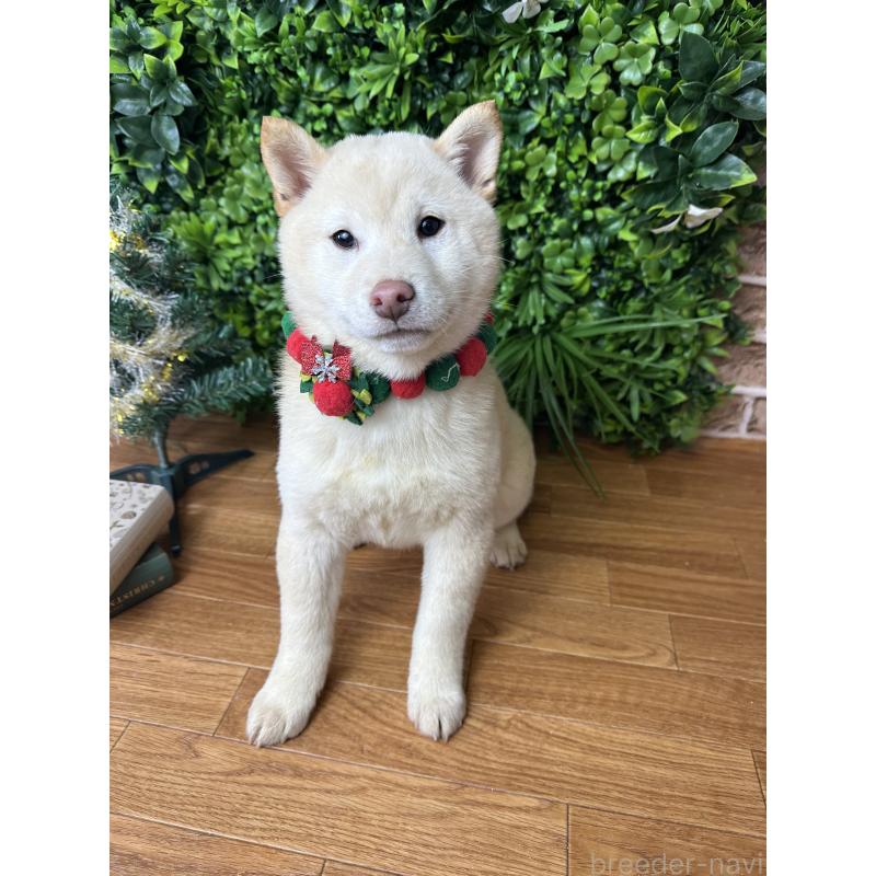 販売中の北海道の柴犬-420158の4枚目