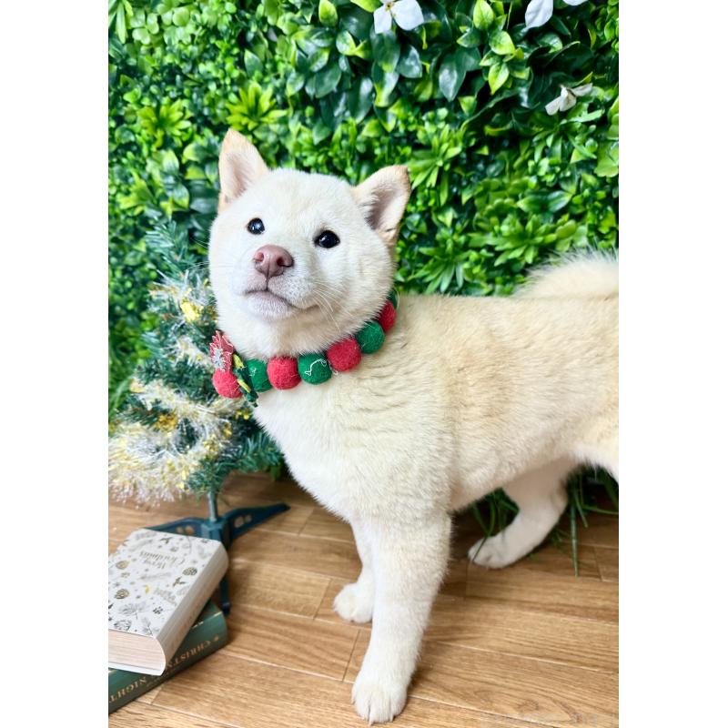 販売中の北海道の柴犬-420158の3枚目