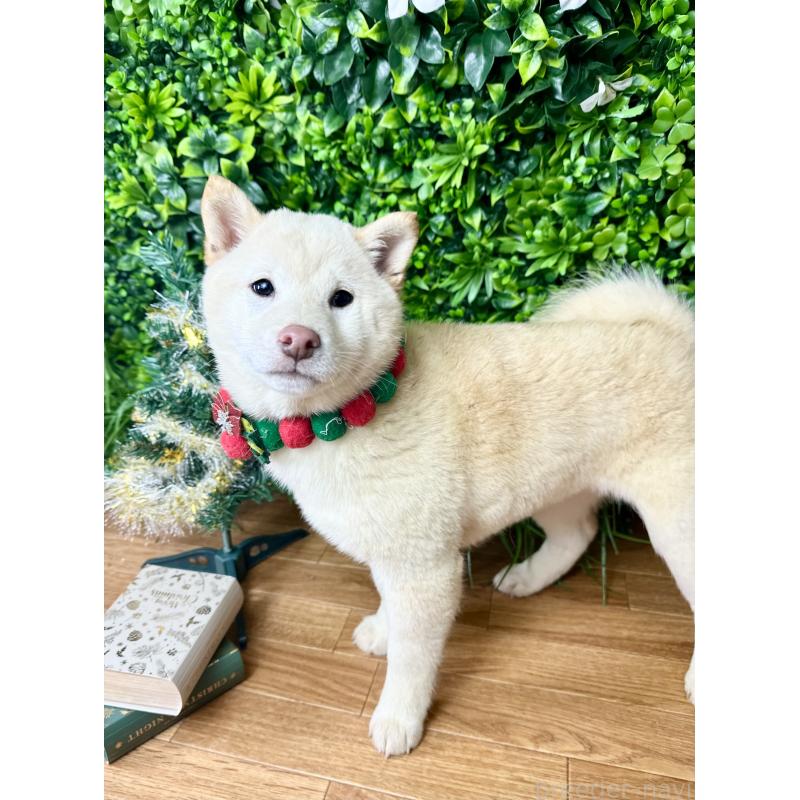 販売中の北海道の柴犬-420158の2枚目