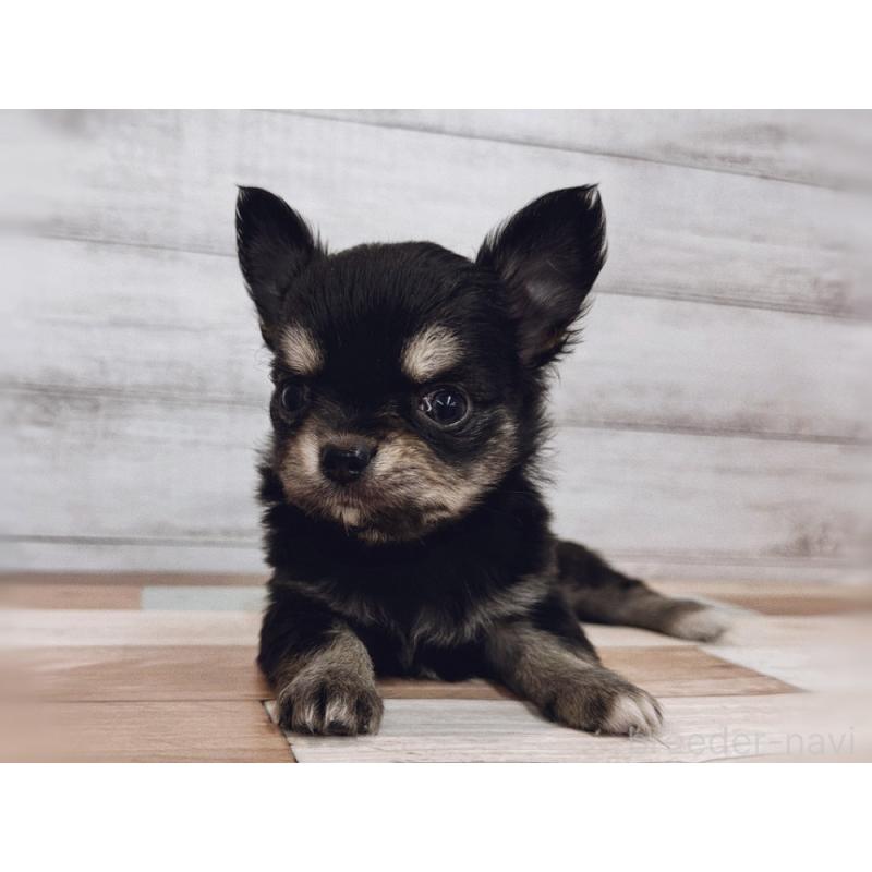 販売中の新潟県のチワワ(ロングコート)-432534の5枚目