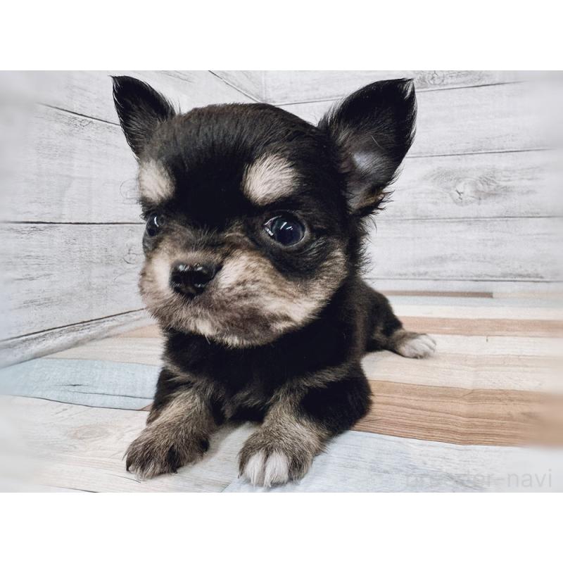 販売中の新潟県のチワワ(ロングコート)-432534の4枚目