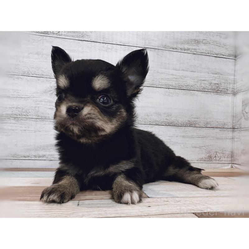 販売中の新潟県のチワワ(ロングコート)-432534の3枚目