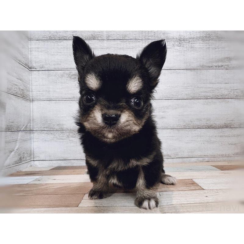 販売中の新潟県のチワワ(ロングコート)-432534の2枚目