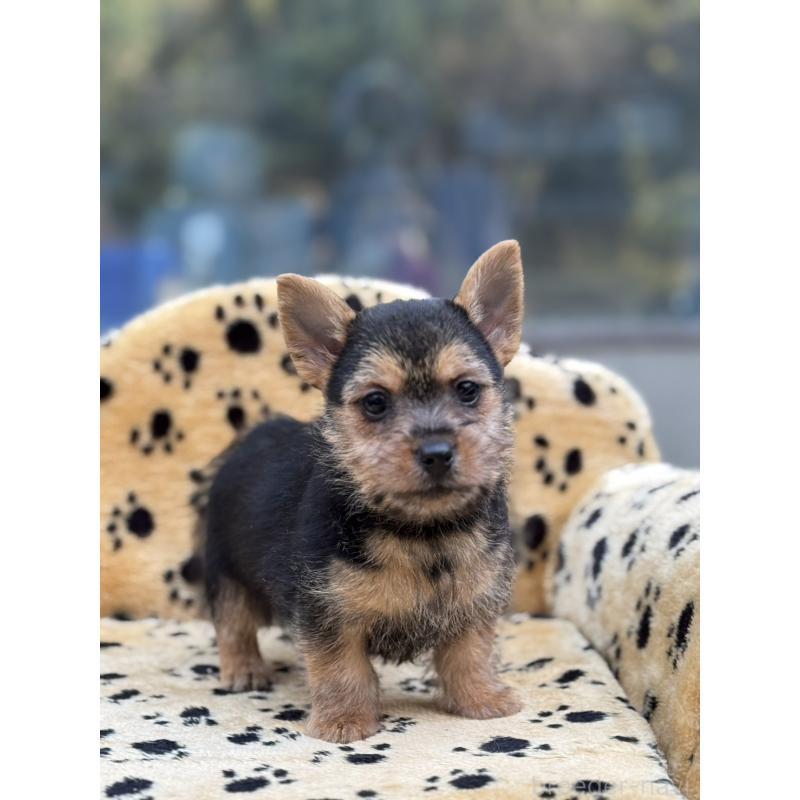 販売中の大阪府のノーリッチテリア-432535