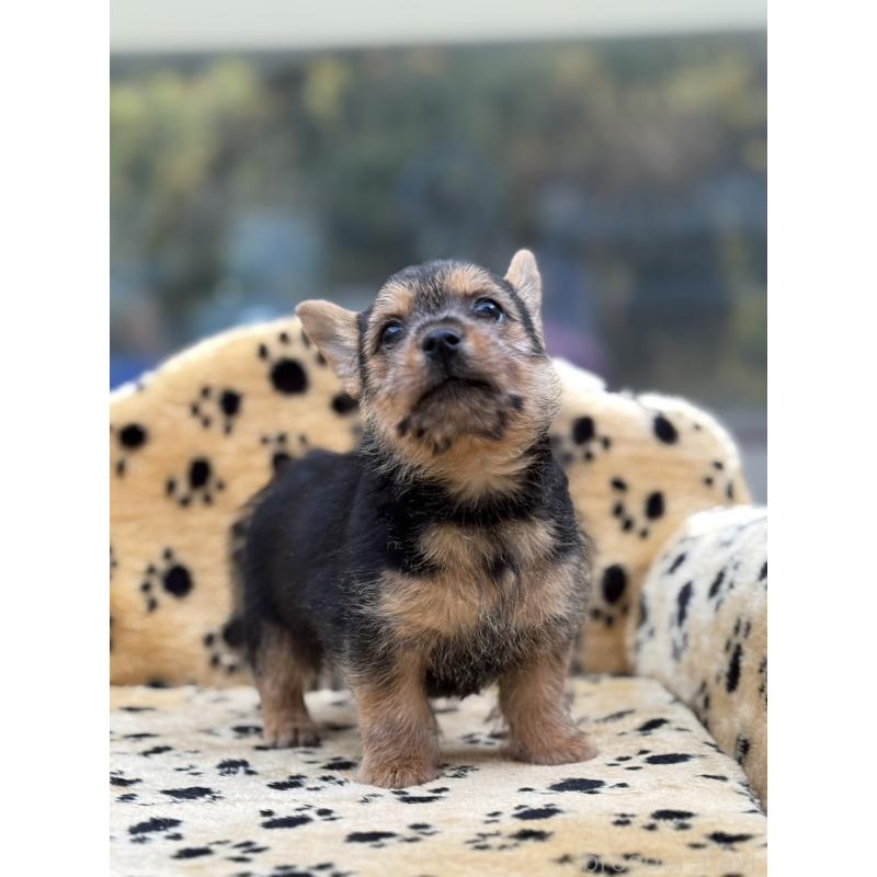 販売中の大阪府のノーリッチテリア-432535の5枚目