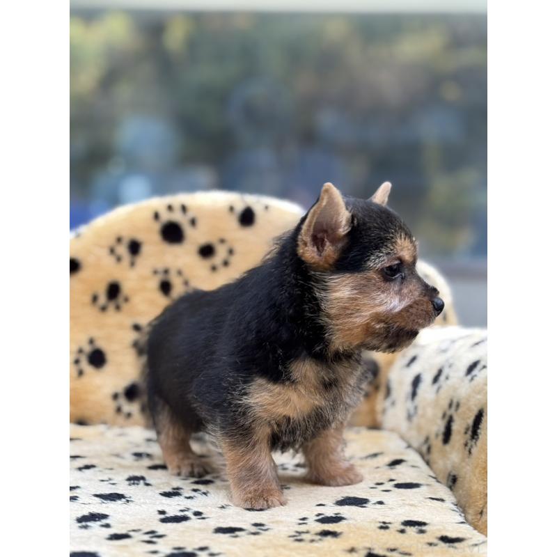 販売中の大阪府のノーリッチテリア-432535の3枚目