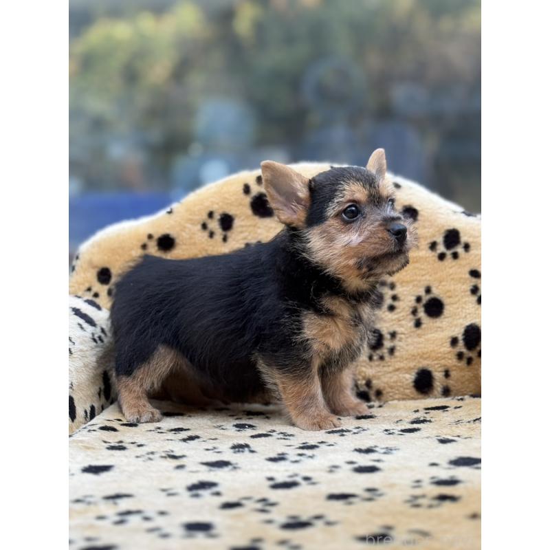 販売中の大阪府のノーリッチテリア-432535の4枚目