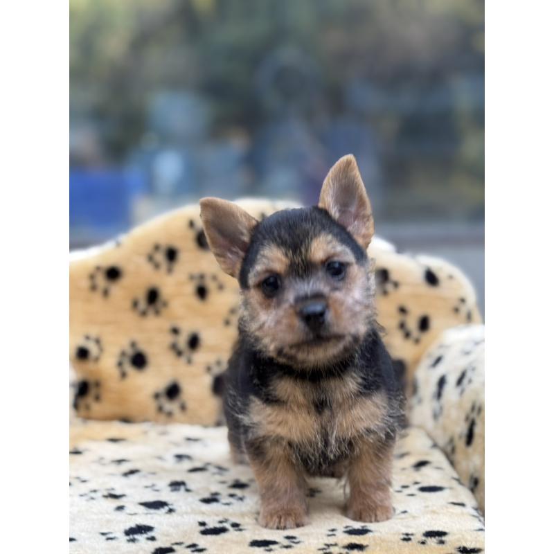 販売中の大阪府のノーリッチテリア-432535の2枚目