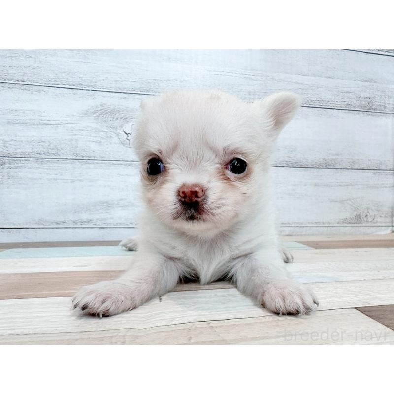 販売中の新潟県のチワワ(ロングコート)-432537の5枚目