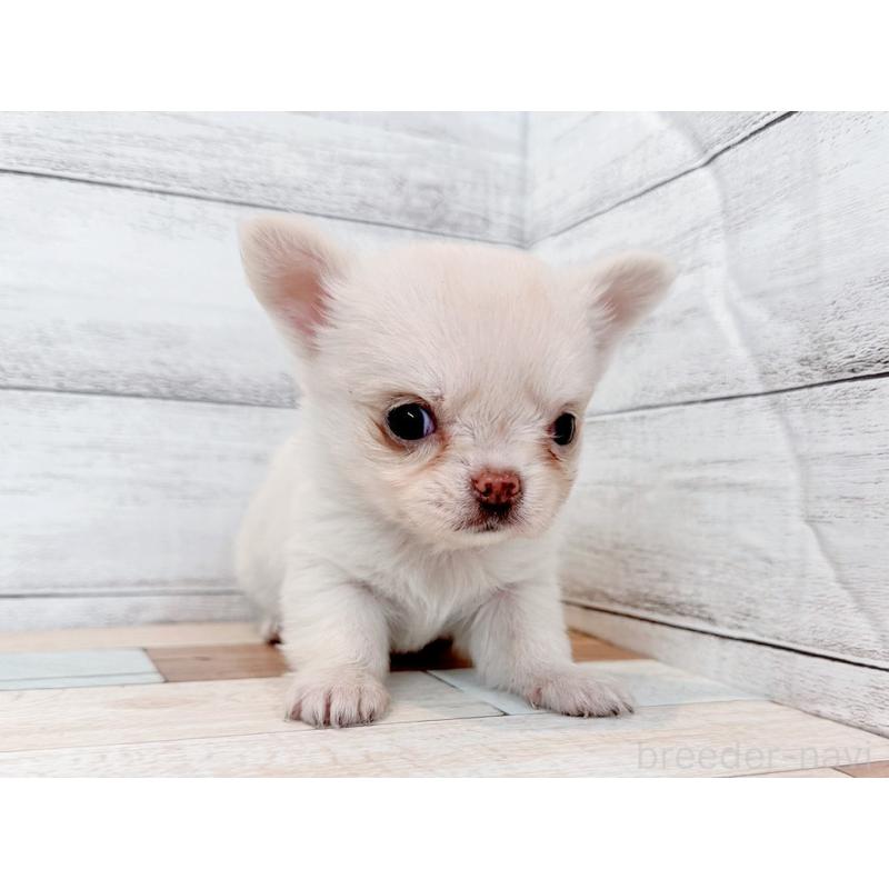 販売中の新潟県のチワワ(ロングコート)-432537の4枚目