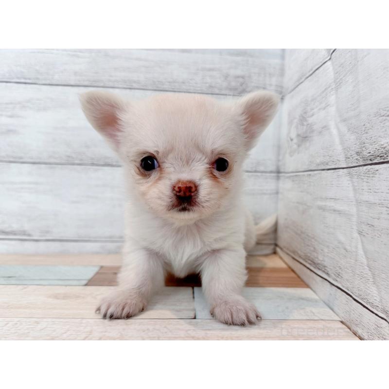 販売中の新潟県のチワワ(ロングコート)-432537の3枚目