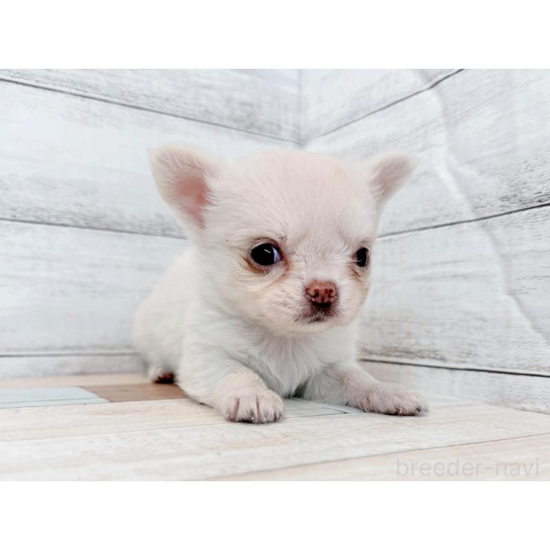 販売中の新潟県のチワワ(ロングコート)-432537の2枚目