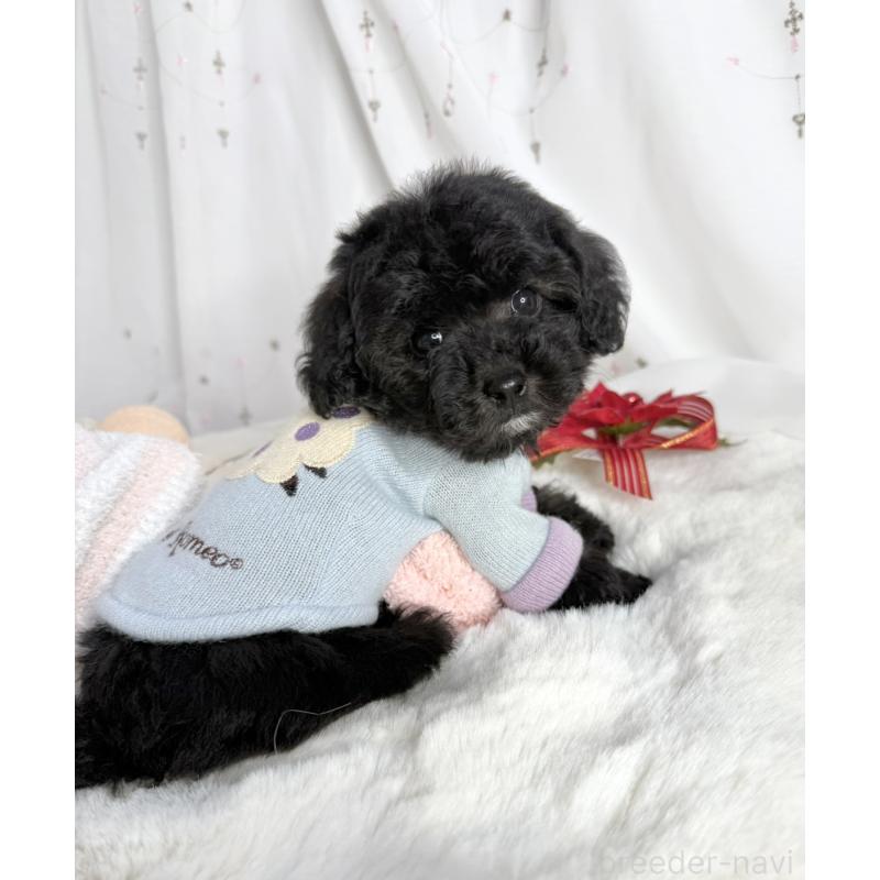 販売中ののタイニープードル-432539