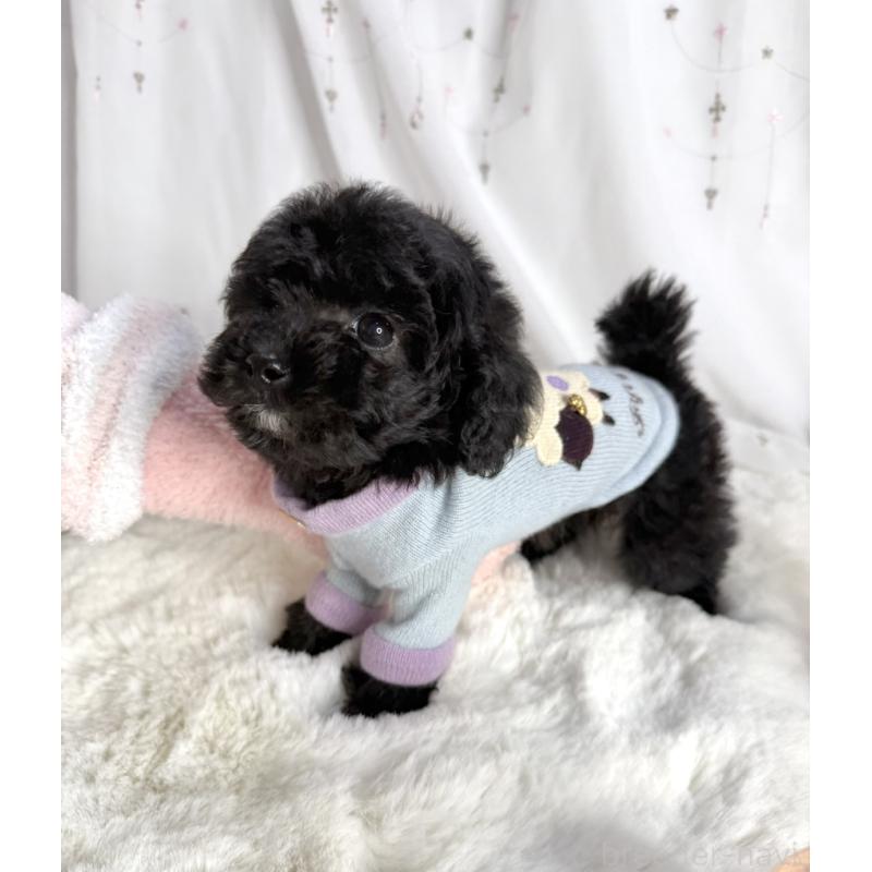 販売中の大阪府のタイニープードル-432539の8枚目