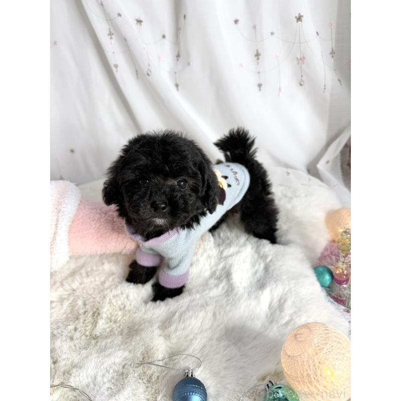 販売中の大阪府のタイニープードル-432539の7枚目