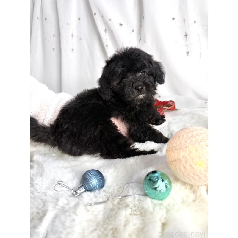 販売中の大阪府のタイニープードル-432539の6枚目