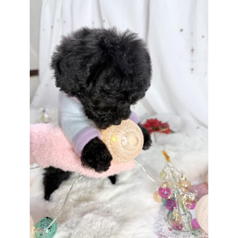 販売中の大阪府のタイニープードル-432539の5枚目