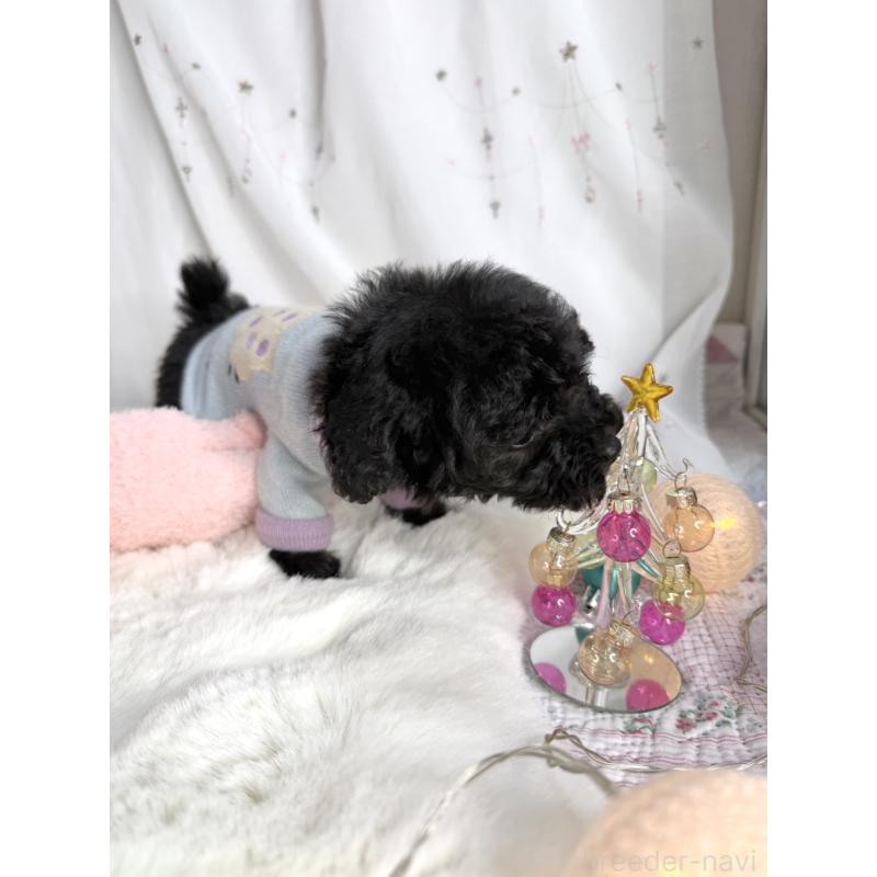 販売中の大阪府のタイニープードル-432539の4枚目