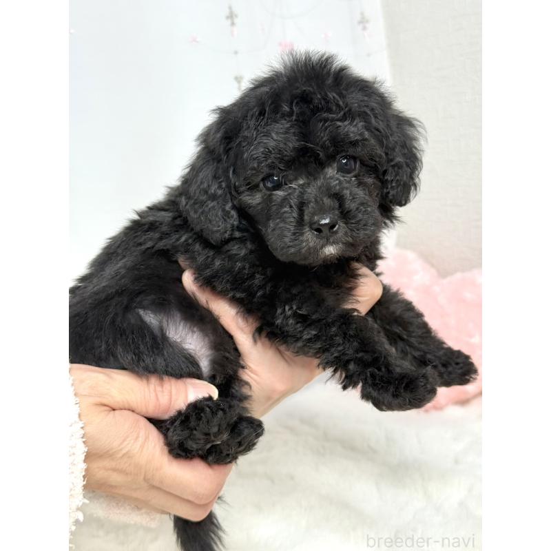 販売中の大阪府のタイニープードル-432539の3枚目