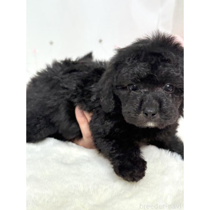 販売中の大阪府のタイニープードル-432539の2枚目