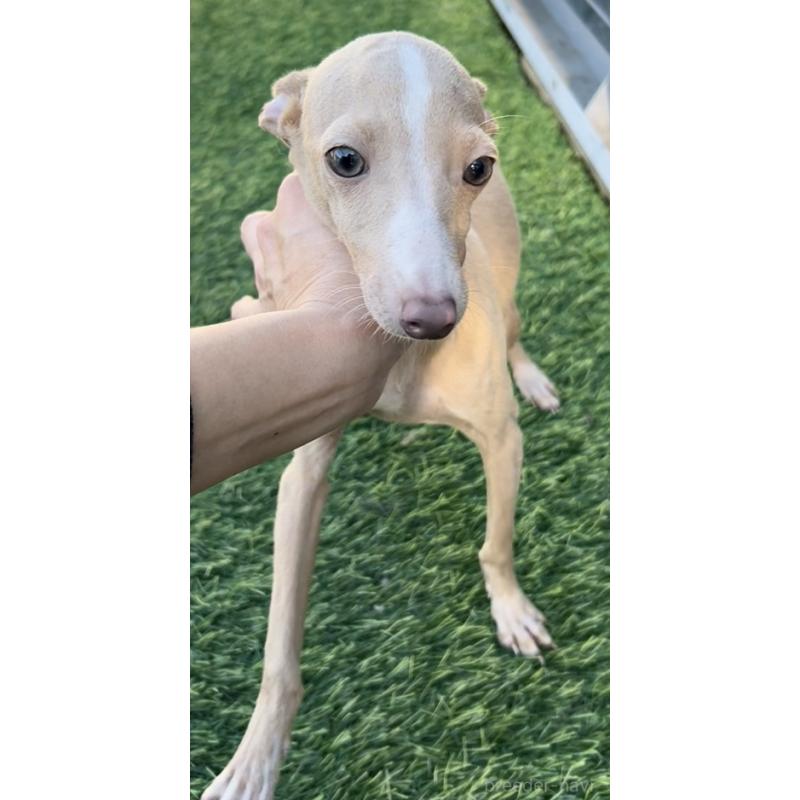 成約済の奈良県のイタリアングレーハウンド(イタグレ)-432541の1枚目