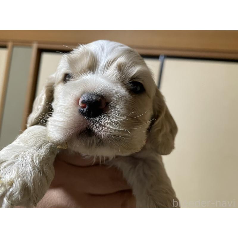 販売中の滋賀県のアメリカンコッカースパニエル-432540の1枚目