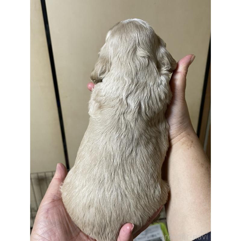 販売中の滋賀県のアメリカンコッカースパニエル-432540の2枚目