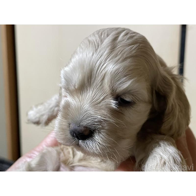 販売中の滋賀県のアメリカンコッカースパニエル-432542の3枚目