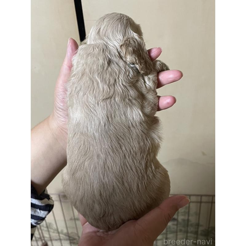 販売中の滋賀県のアメリカンコッカースパニエル-432542の2枚目