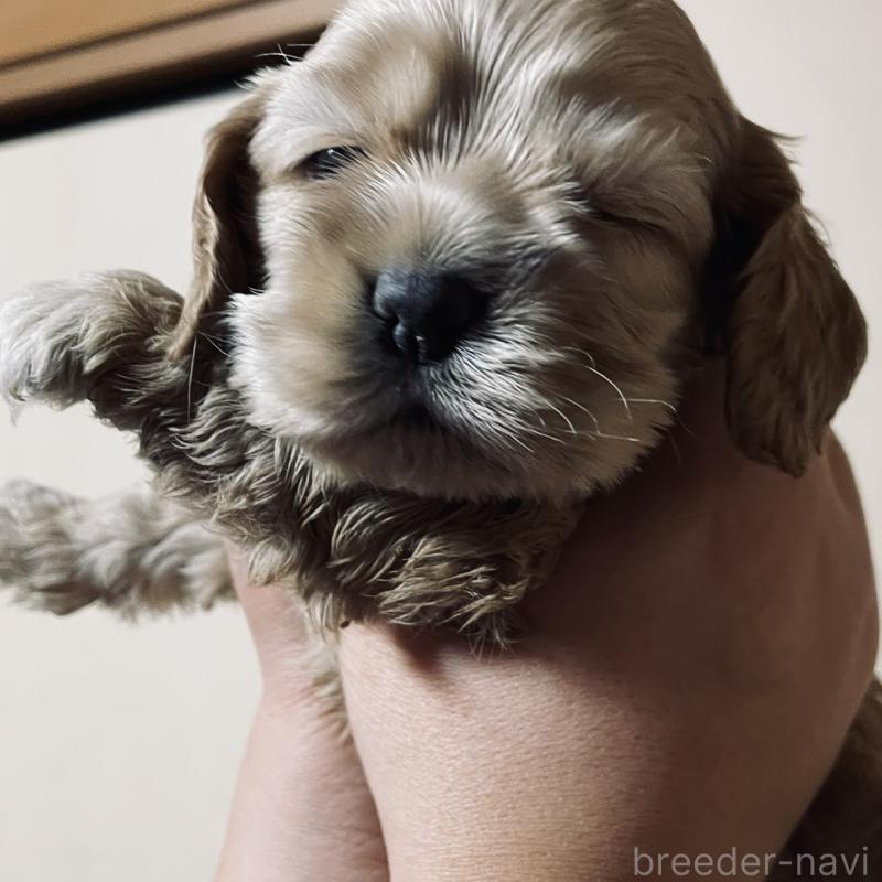 販売中の滋賀県のアメリカンコッカースパニエル-432543の3枚目