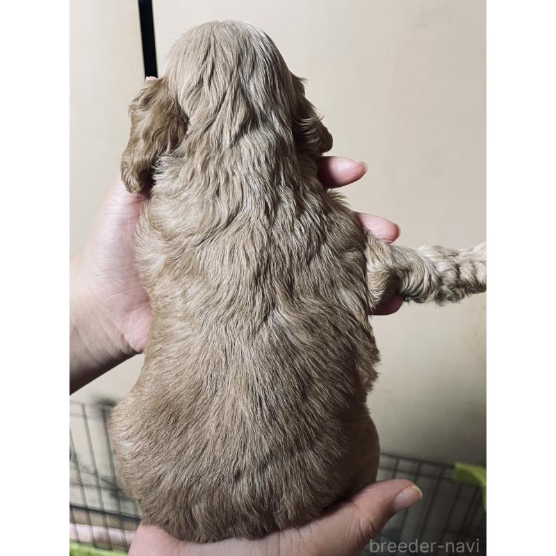 販売中の滋賀県のアメリカンコッカースパニエル-432543の2枚目