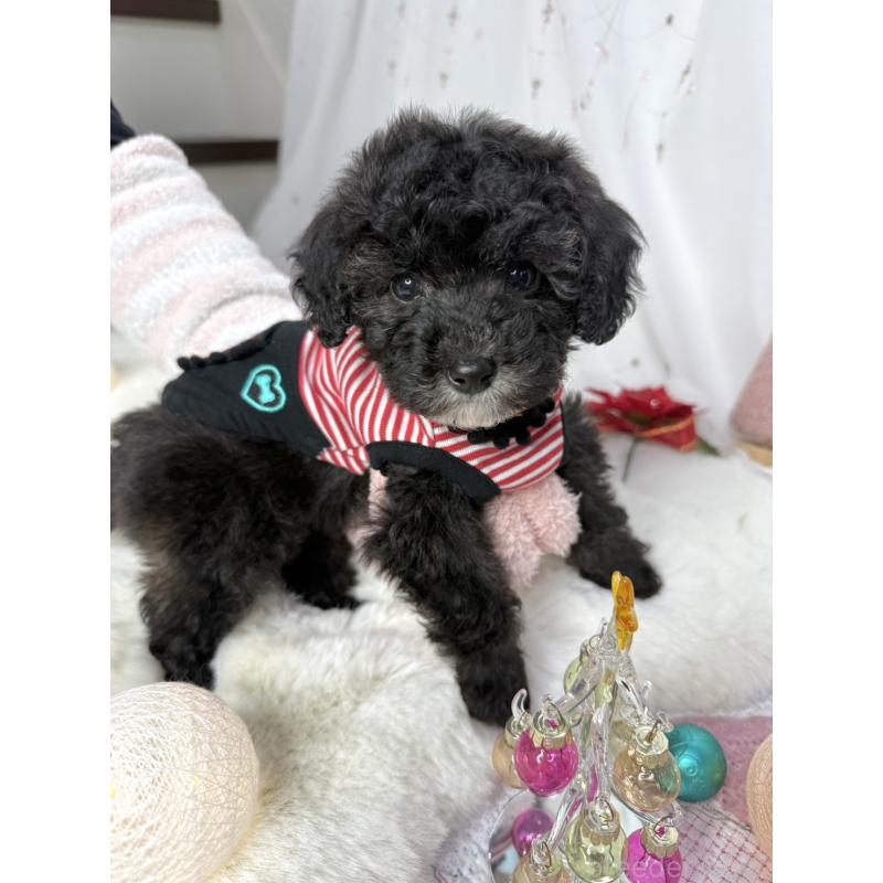 販売中の大阪府のタイニープードル-432544