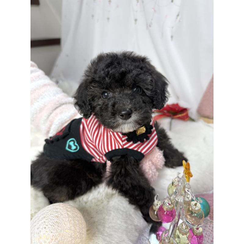 販売中の大阪府のタイニープードル-432544の11枚目