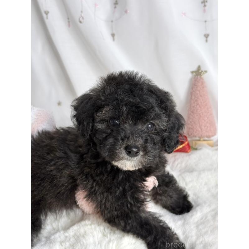 販売中の大阪府のタイニープードル-432544の10枚目