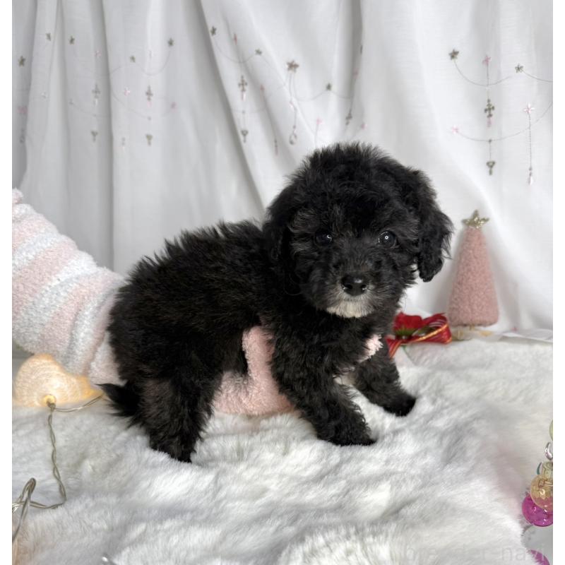 販売中の大阪府のタイニープードル-432544の9枚目