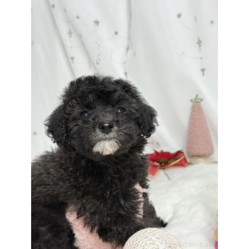 販売中の大阪府のタイニープードル-432544の8枚目