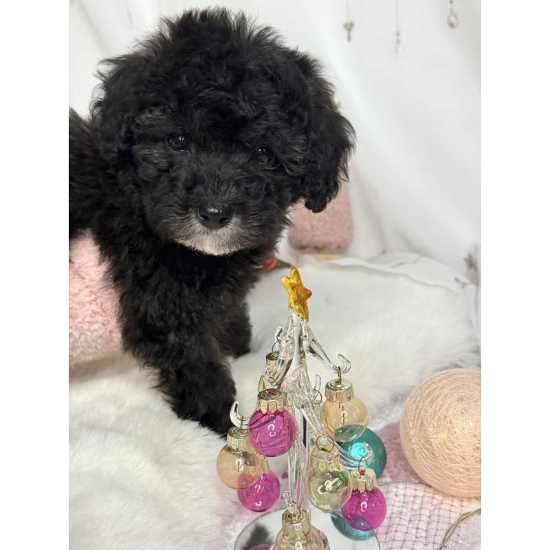 販売中の大阪府のタイニープードル-432544の7枚目