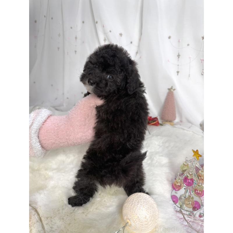 販売中の大阪府のタイニープードル-432544の6枚目