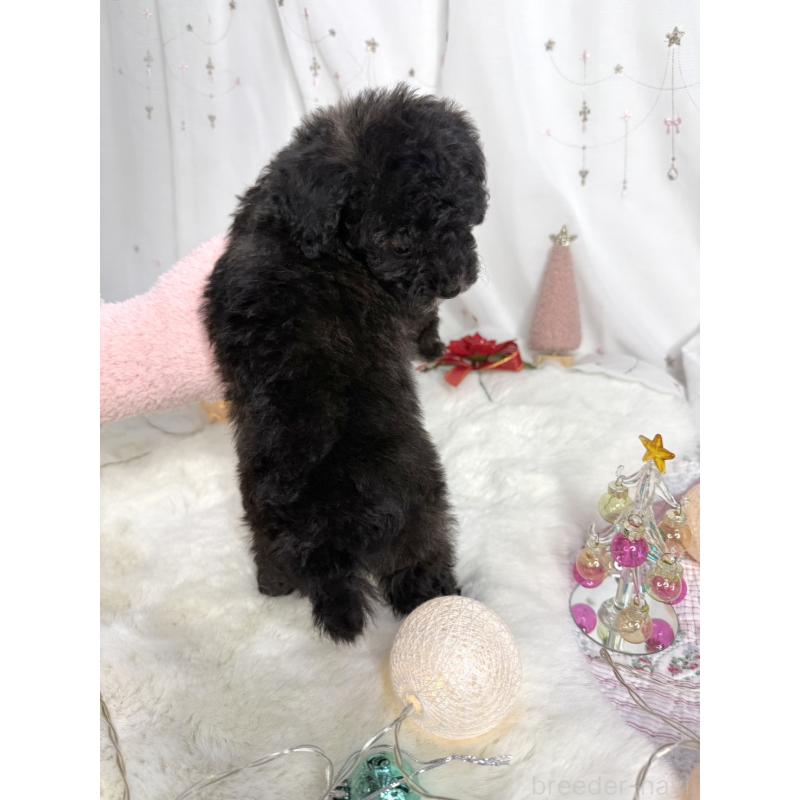 販売中の大阪府のタイニープードル-432544の5枚目