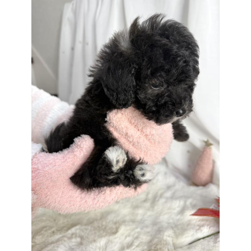 販売中の大阪府のタイニープードル-432544の4枚目