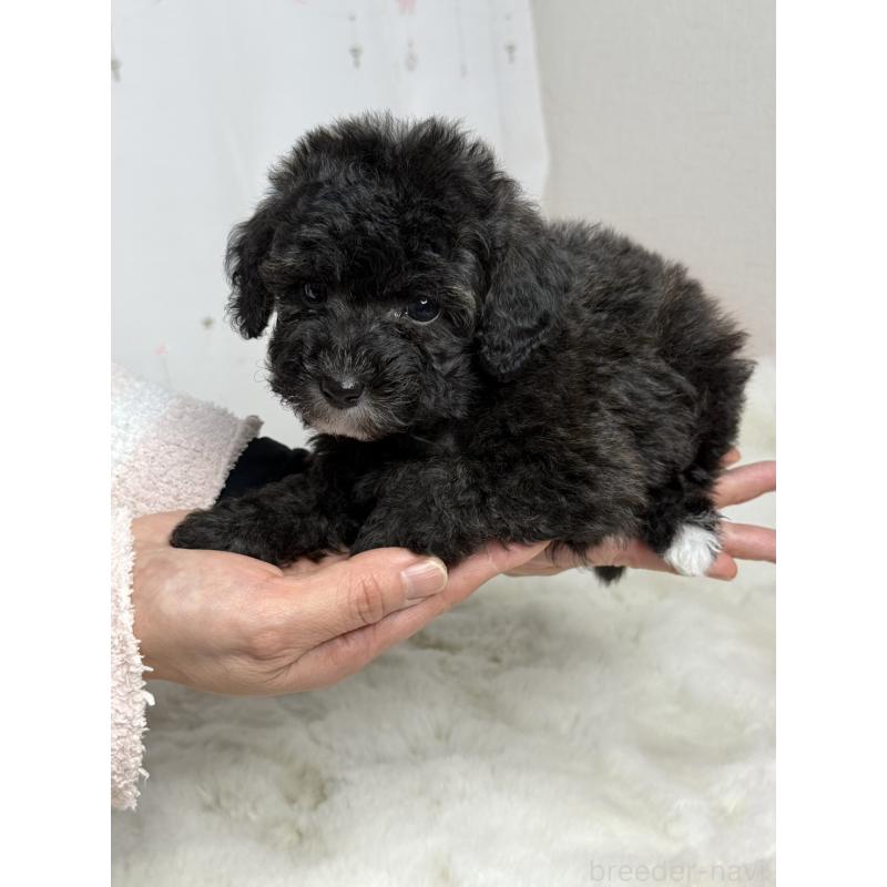 販売中の大阪府のタイニープードル-432544の3枚目