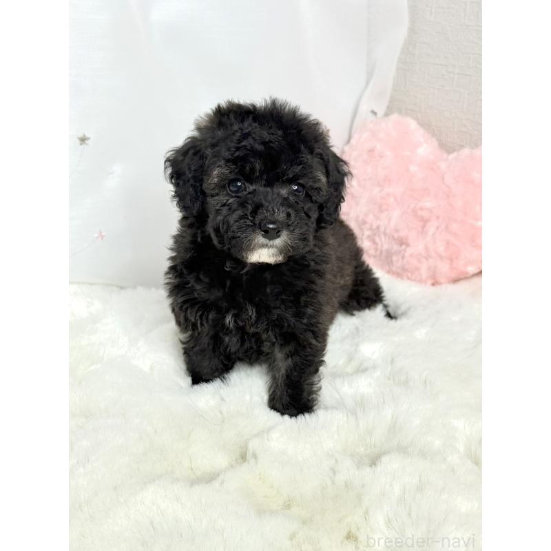 販売中の大阪府のタイニープードル-432544の2枚目