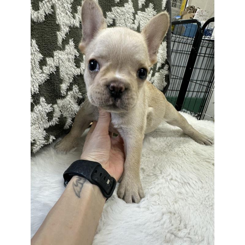 販売中の千葉県のフレンチブルドッグ-430269の10枚目