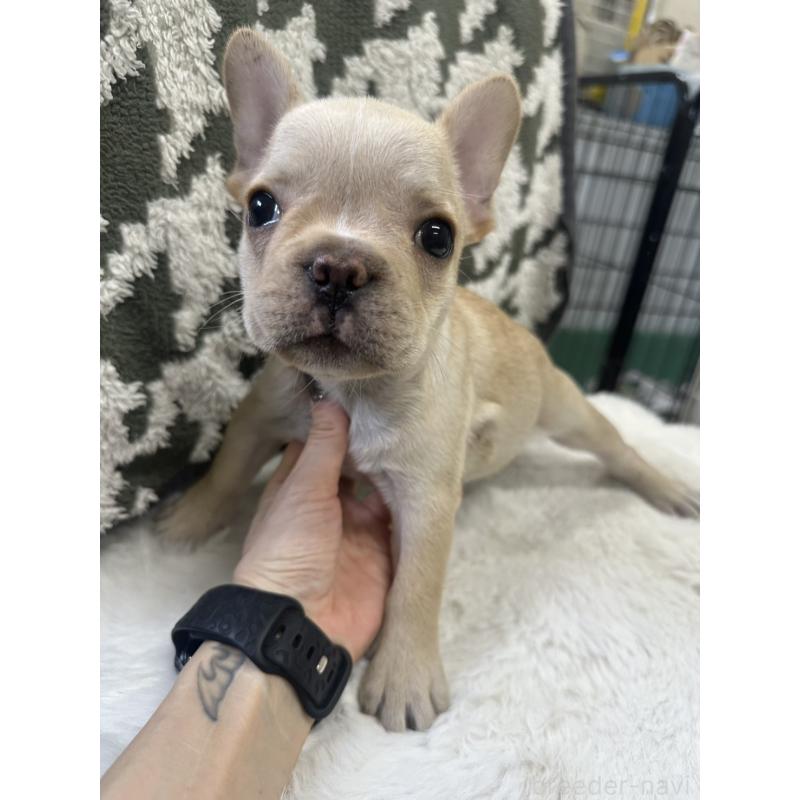 販売中の千葉県のフレンチブルドッグ-430269