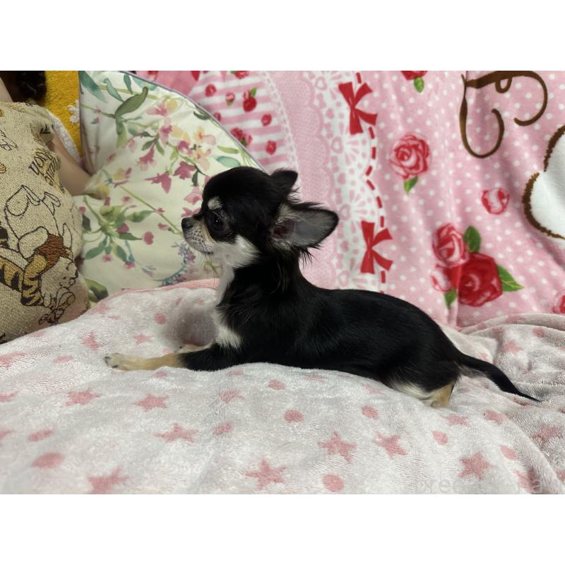 販売中の熊本県のチワワ(ロングコート)-432549の6枚目