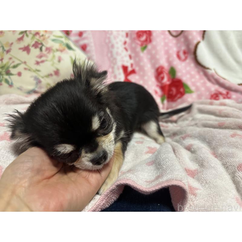 販売中の熊本県のチワワ(ロングコート)-432549の5枚目