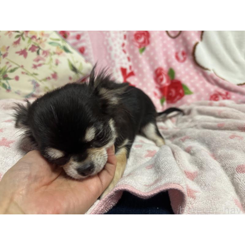 販売中の熊本県のチワワ(ロングコート)-432549の4枚目