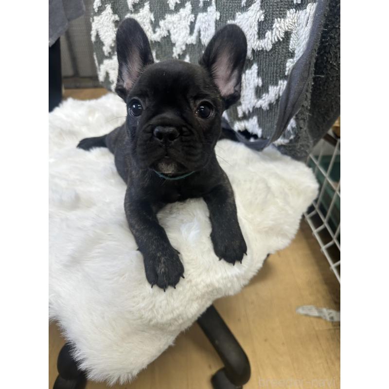 販売中の千葉県のフレンチブルドッグ-430259