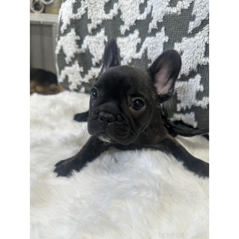 成約済の千葉県のフレンチブルドッグ-430259の4枚目